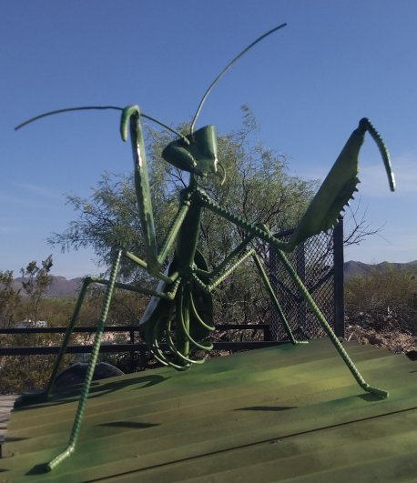 Large Mantis