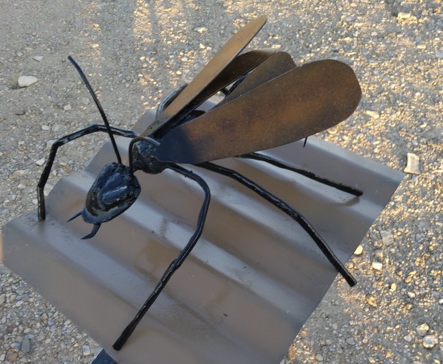 Tarantula Hawk